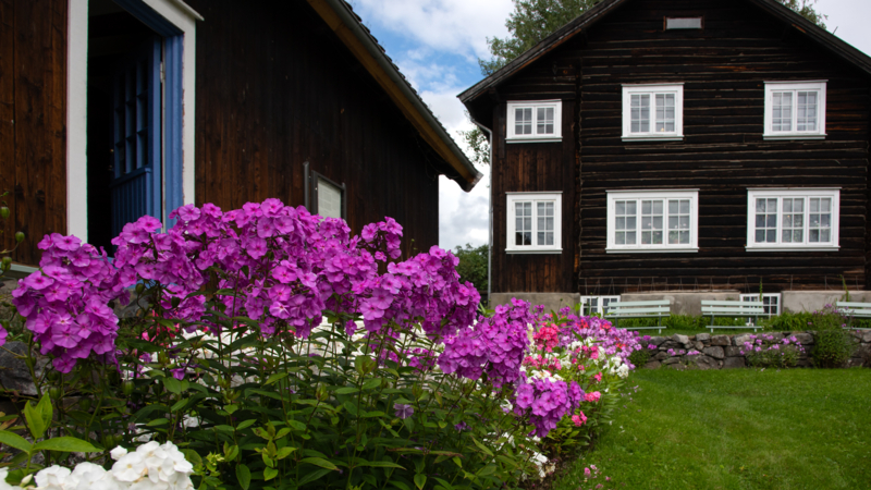 Husene med rosa blomster foran, Camilla Damgård