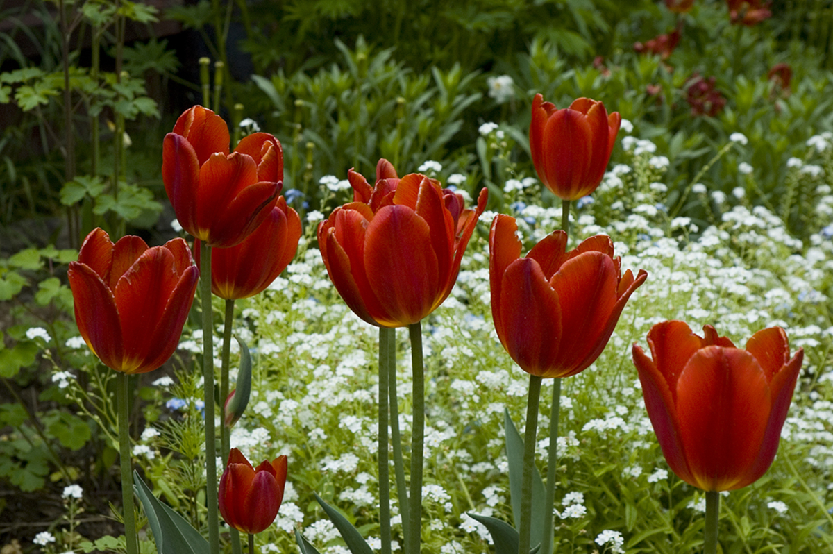 Tulipaner Bjerkebæk
